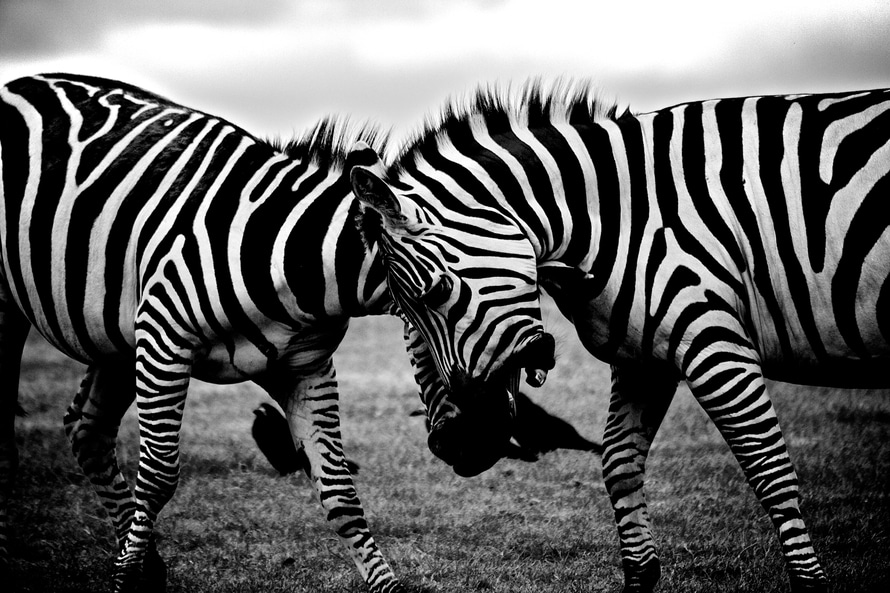 black-and-white-africa-animals-wilderness-large